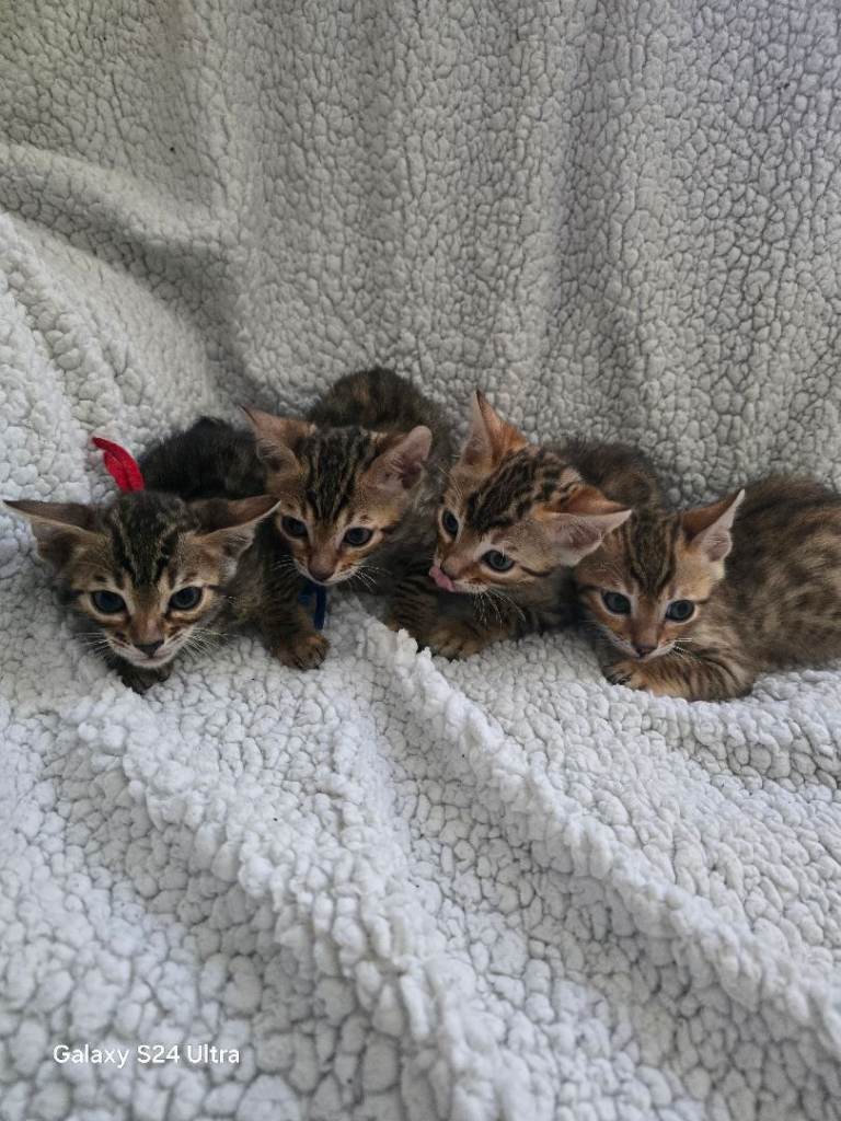 3 left beautiful bengal kitten looking for forever home