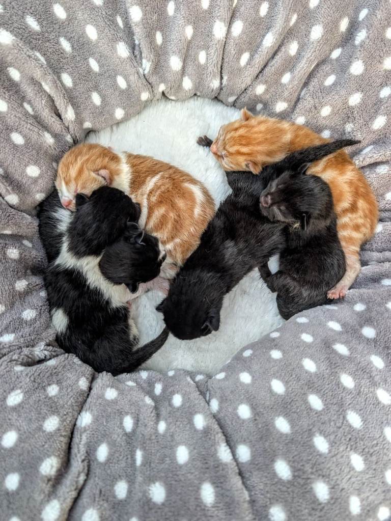 Georgous Kittens Looking For A New Home