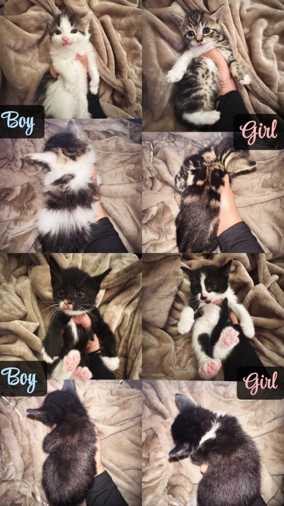 8 Beautiful Tabby & Black/White Kittens – Ready at 8 Weeks🤍🤎🖤
