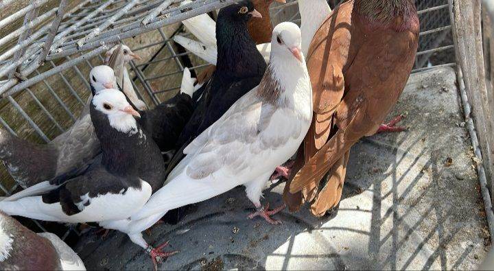 Pigeons for sale 