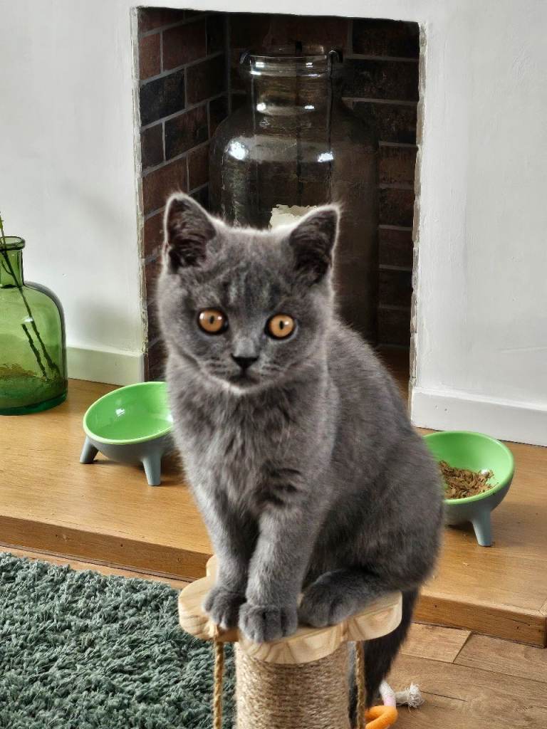 Adorable British Shorthair Blue Female Kitten