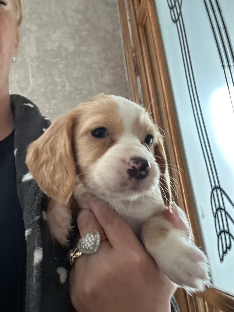Cocker spaniel puppies