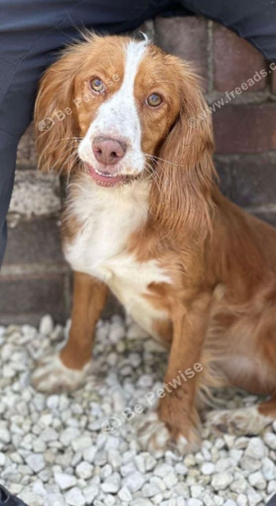 Beautiful cocker spaniel girl 