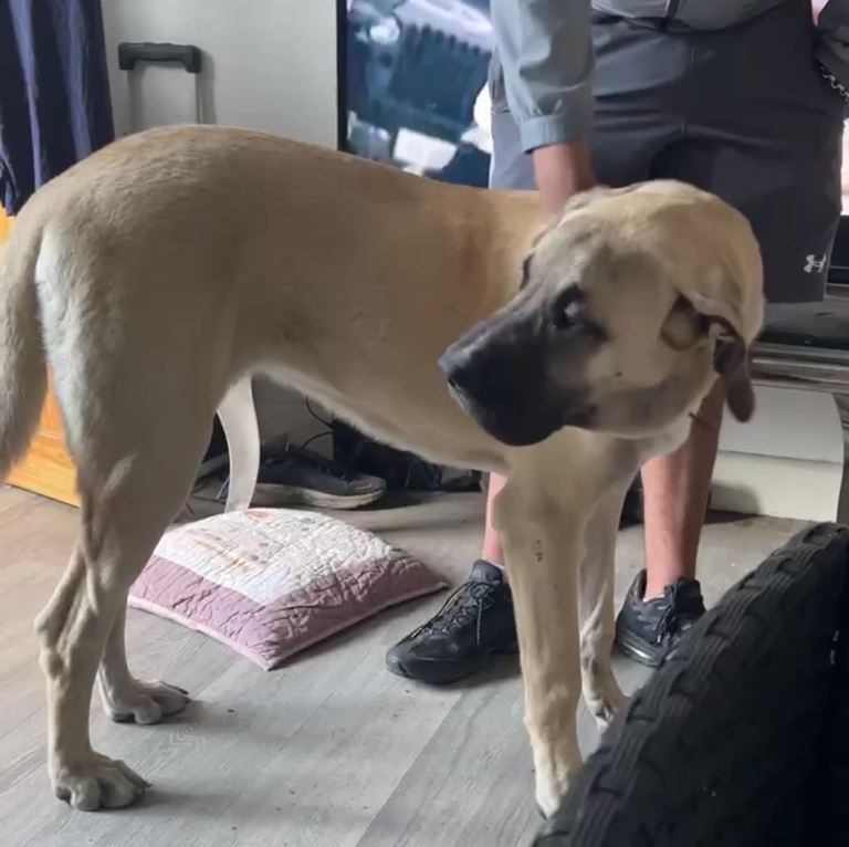 Bully kuttah x mastiff kangal