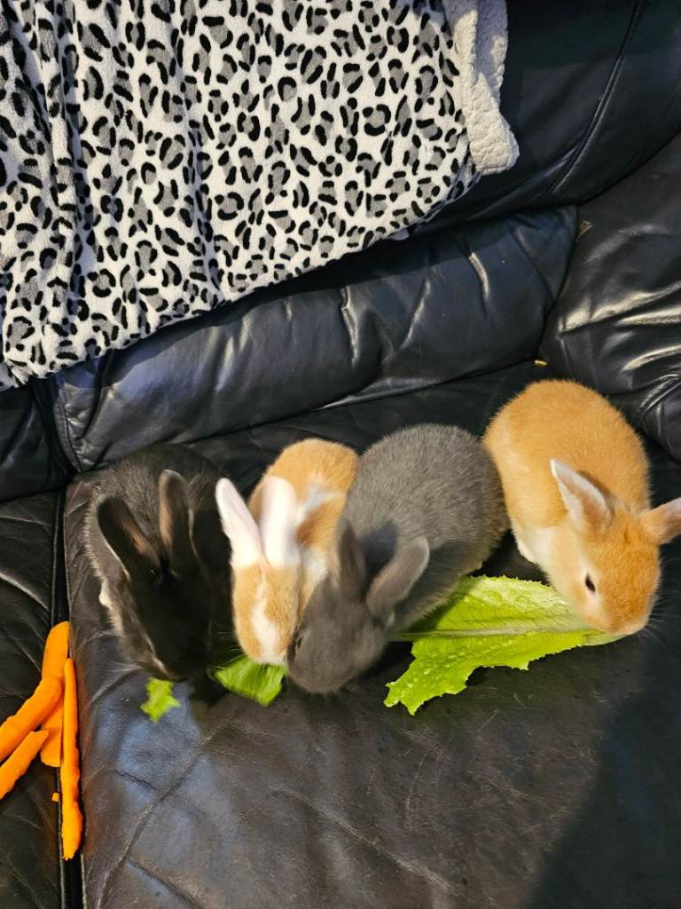 **Only 2 Rabbits to reserve**