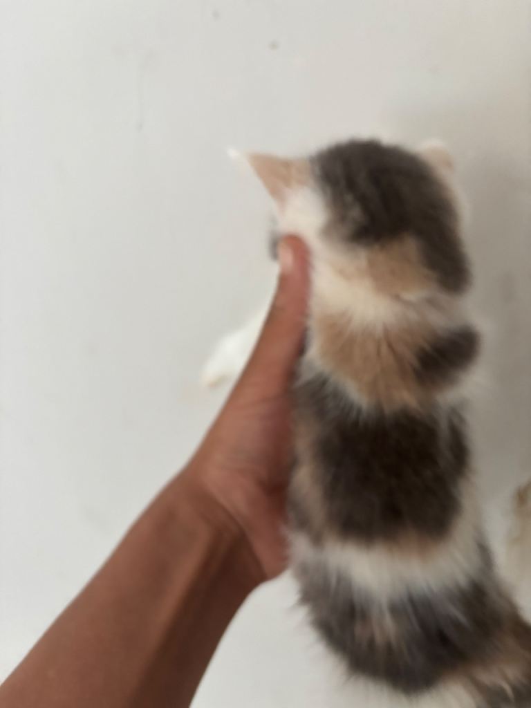 Bengal kittens rare collection ready now 