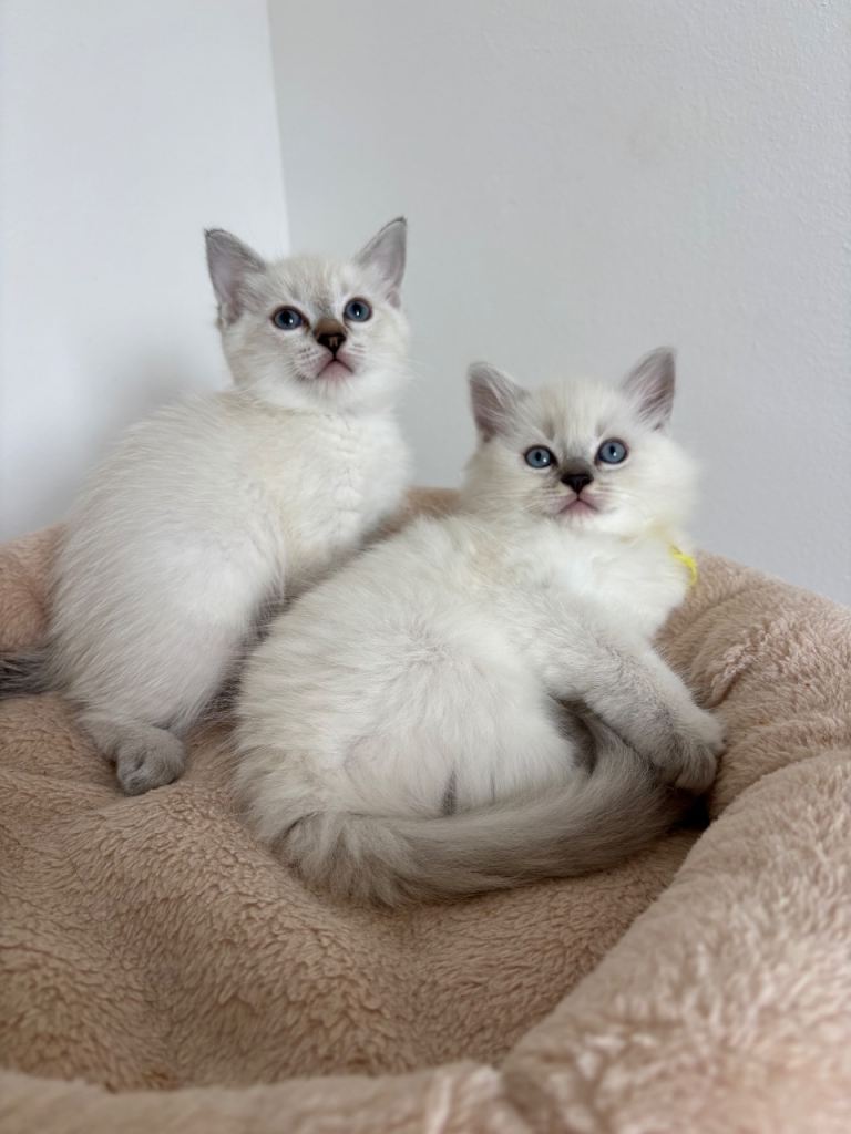 2 Ragdoll girls for sale x 