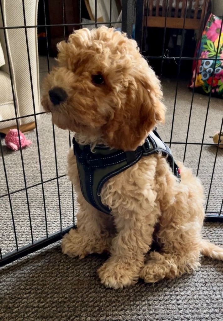 Cavapoo Pups Chipped, had  1st & 2nd vaccinations