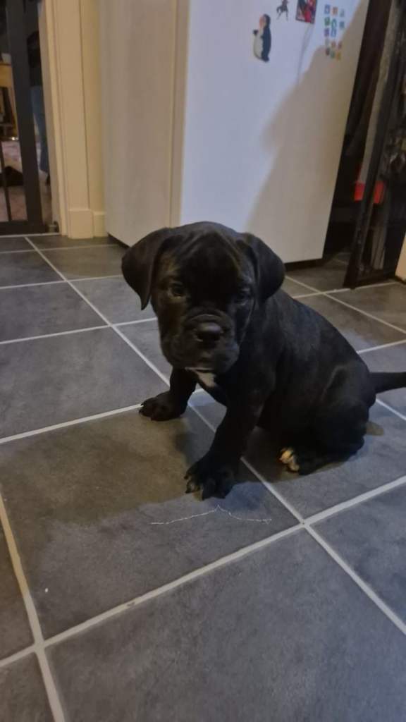 English bull x cane corso