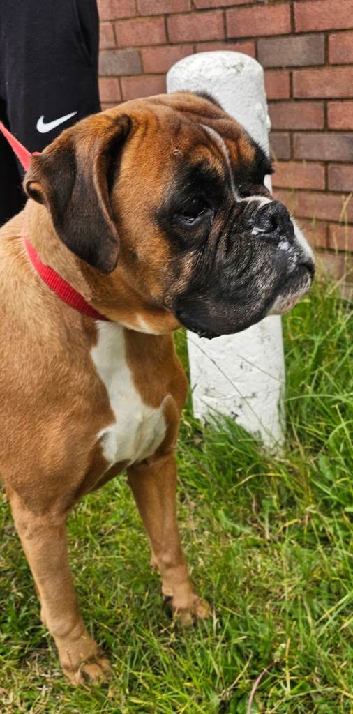Boxer girl seeks new home 