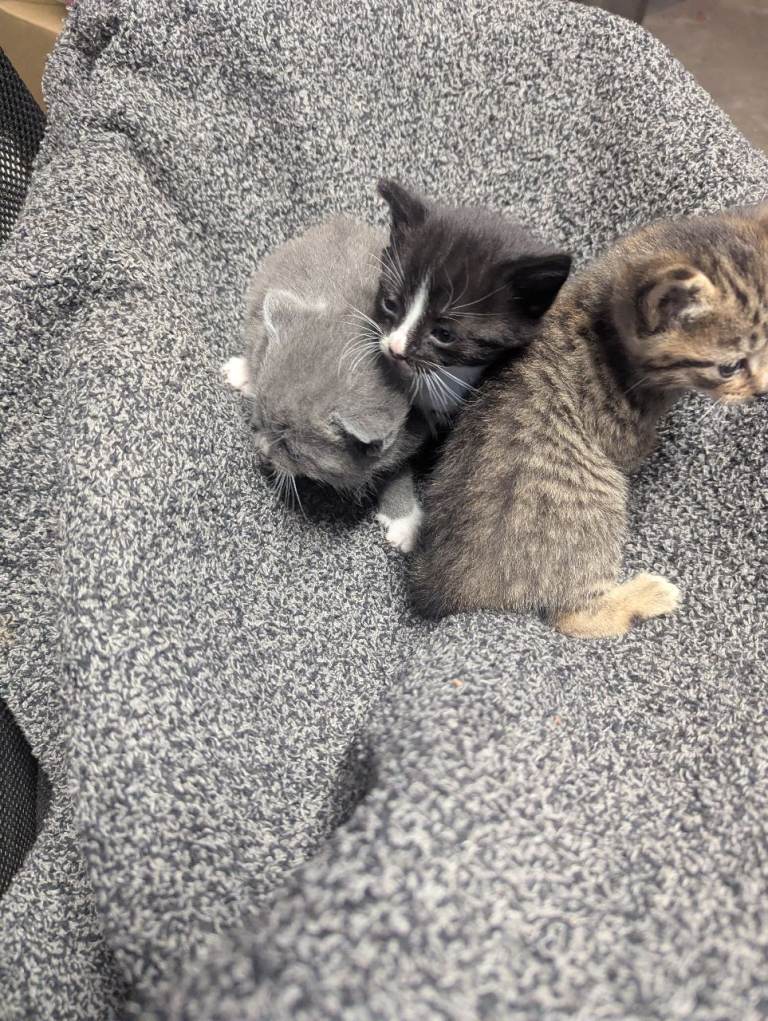 Kitty