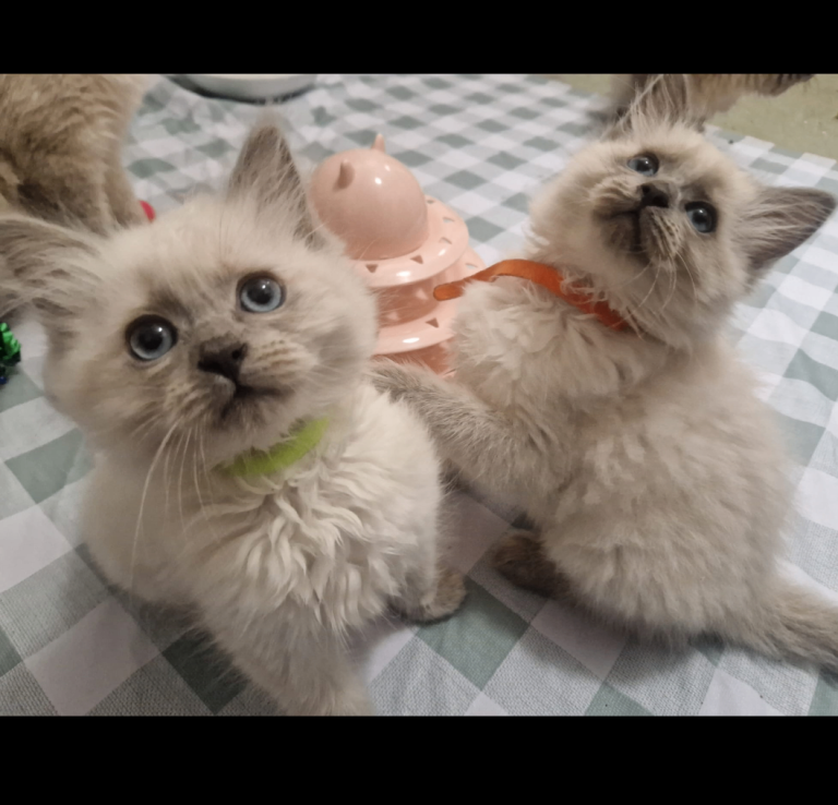 Pure Ragdoll Kittens 