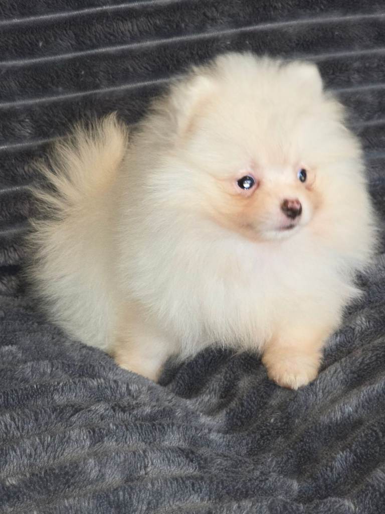 Pomeranian puppies  ready  to  leave 