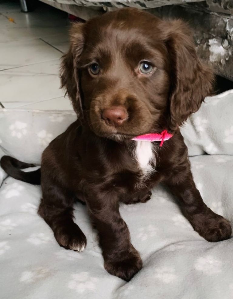 Stunning Sprocker puppies ready now cocker X springer spaniel