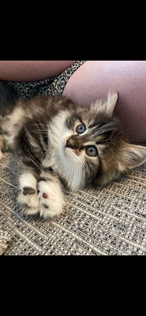 8wk old kitten