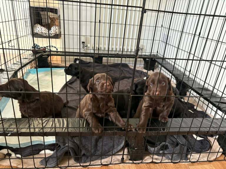 KC registered flat coated retriever puppy