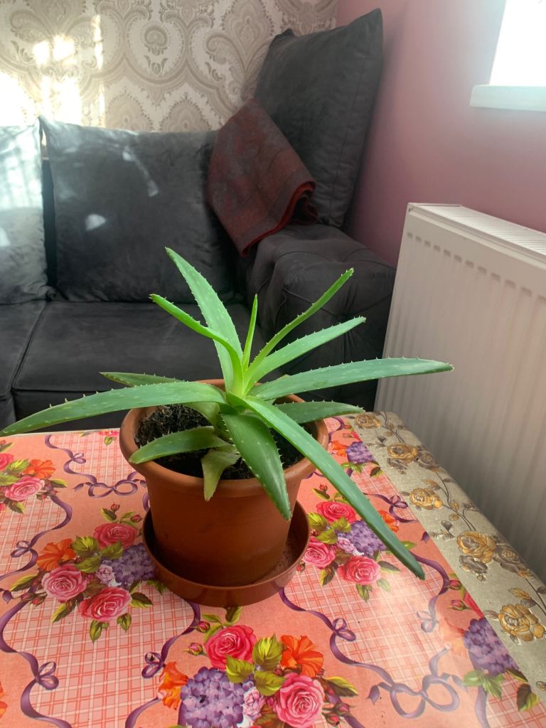 image for Aloevera plant 