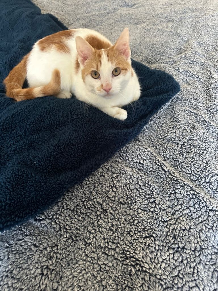 Cute domestic shorthair 