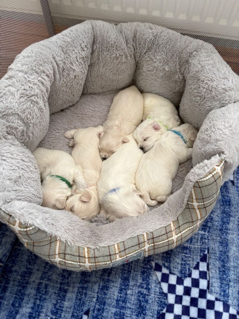 For sale 4 beautiful boys