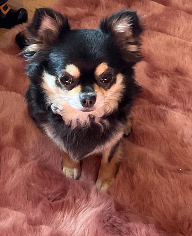 Chihuahua female teacup long haired 