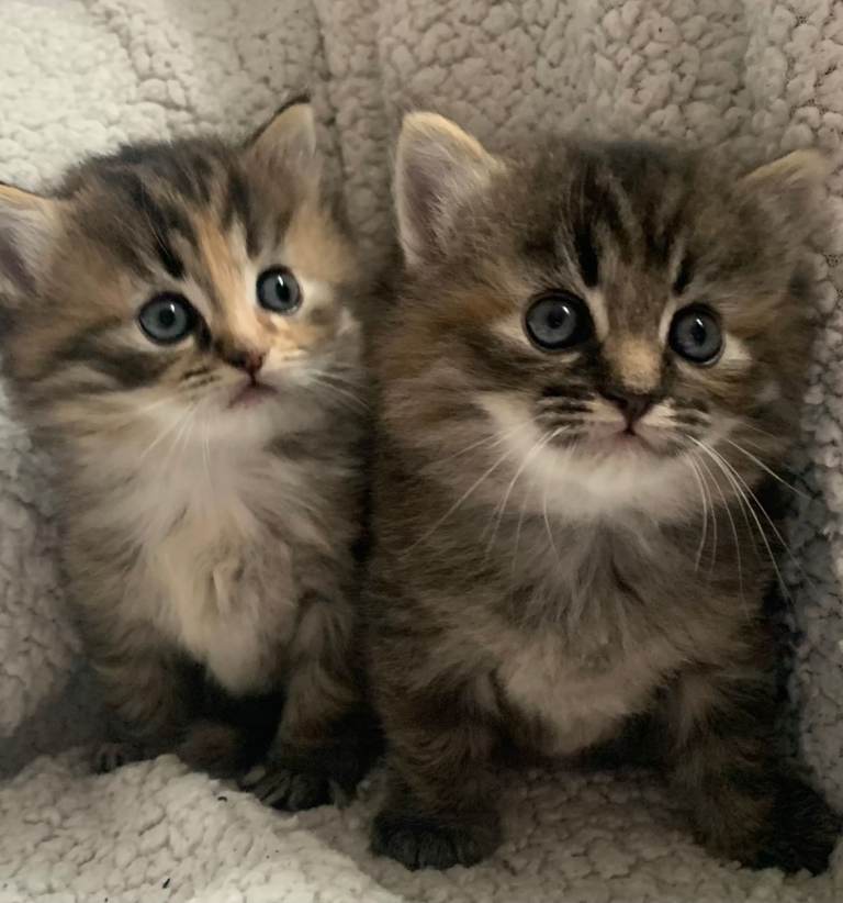 Beautiful Kittens Looking for Their Forever Homes 🐾