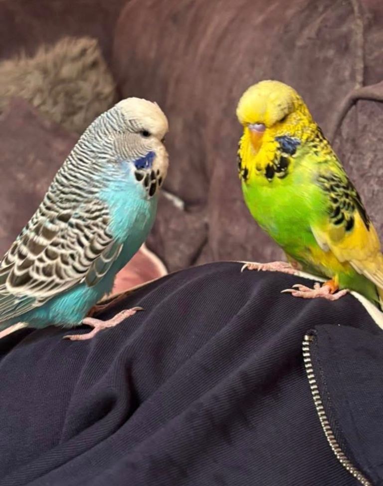 Budgies 