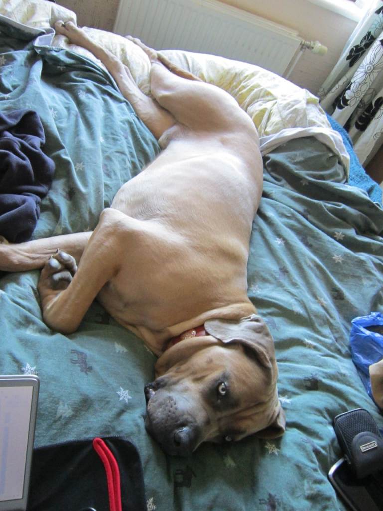 Italian Mastiff Cane Corso