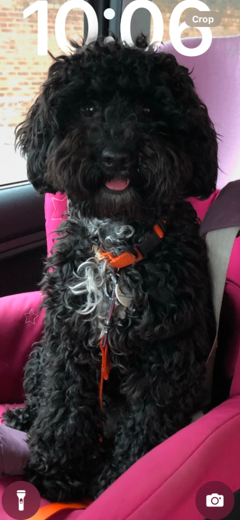 ADULT F1B Cockapoo Girl for new home 