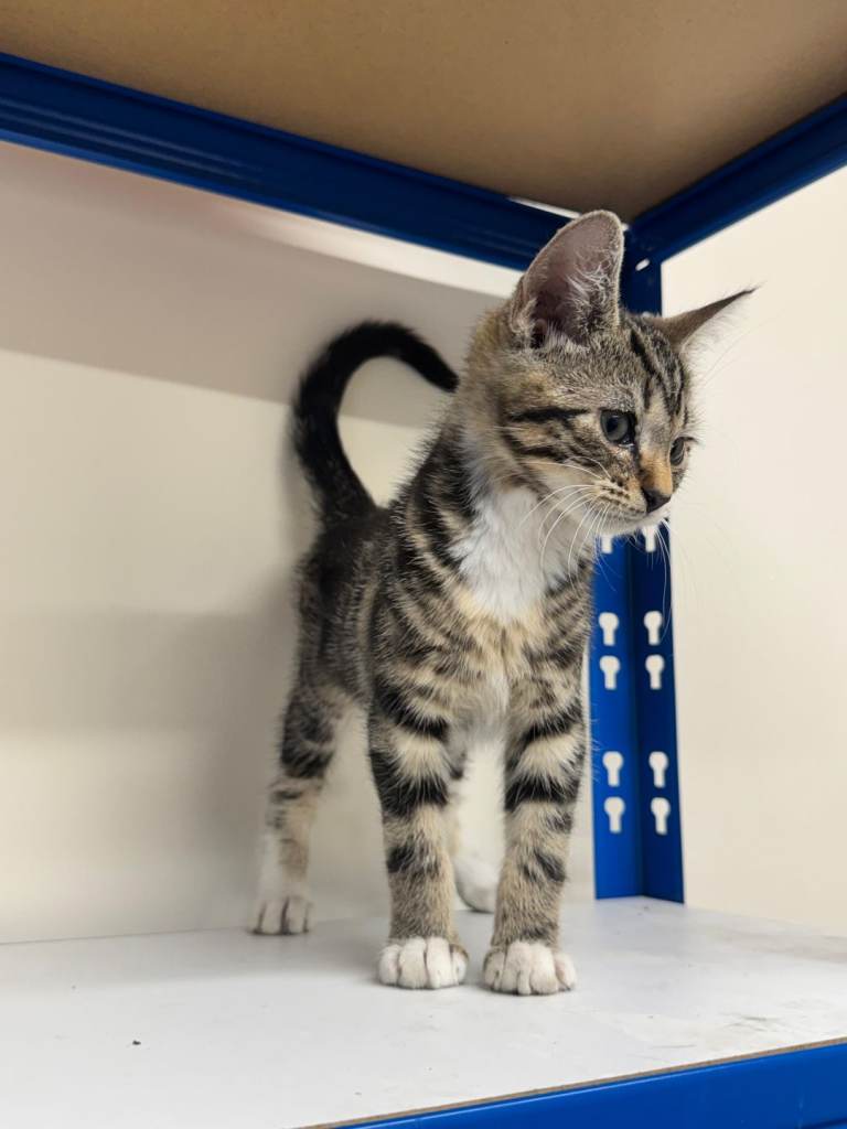 Kitten 