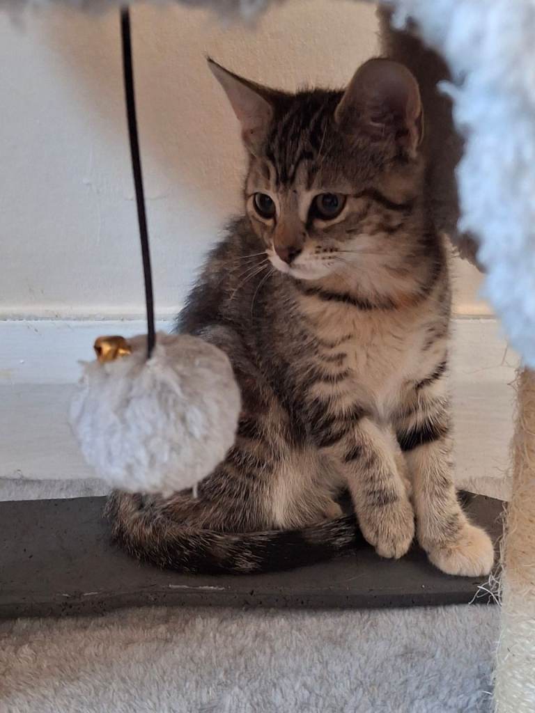 12 week old kittens for sale.