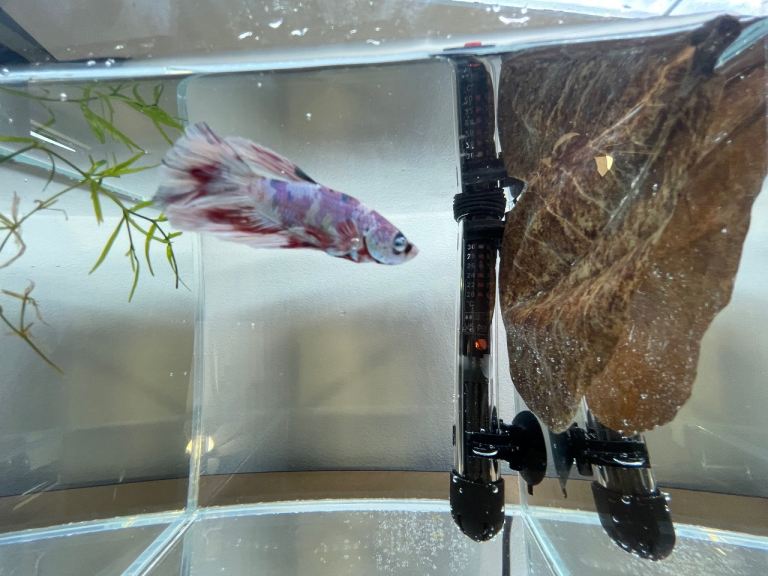 Betta sale!! 
