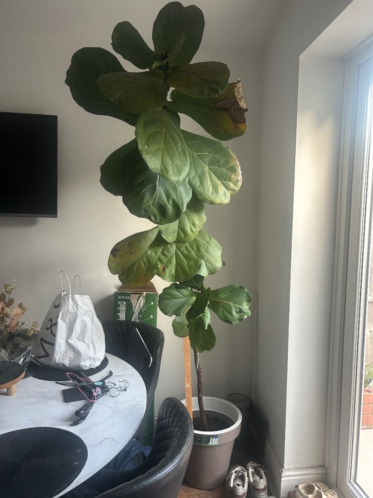 Large Fiddle Leaf Fig Plant in Pot