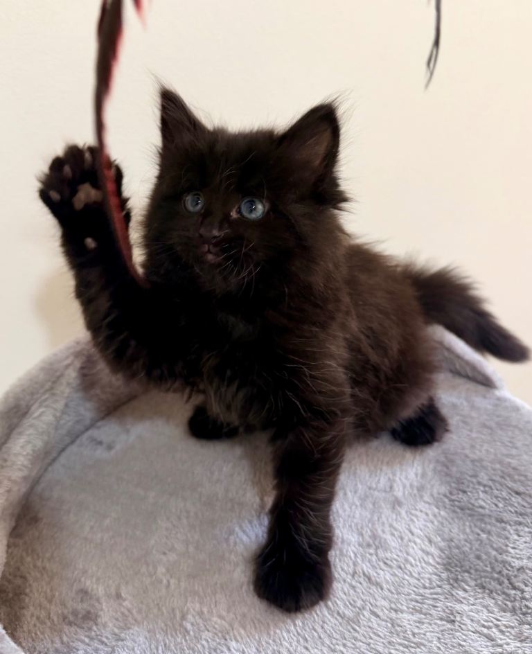 Hypoallergenic Siberian/Main coon mix kittens 