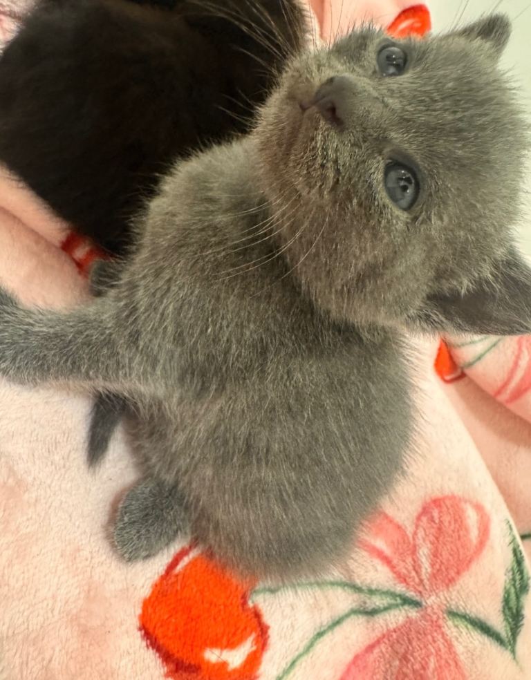 Kittens