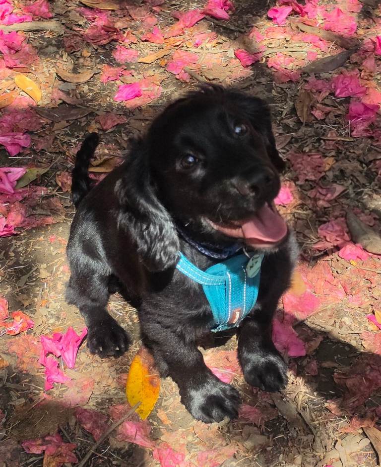 8 month old Cocker Spaniel for Sale