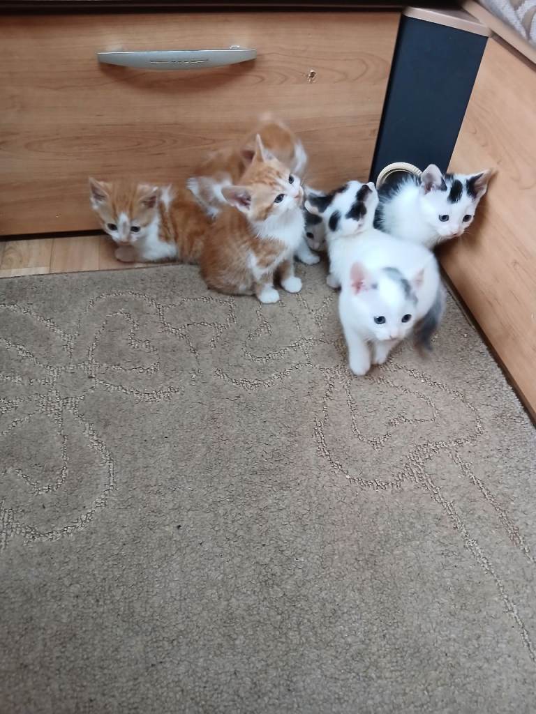 Gorgeous litter of kittens.