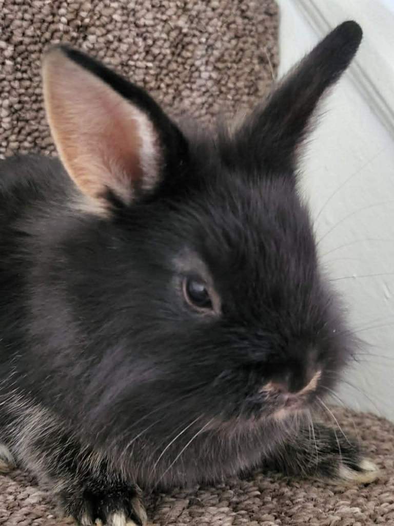 Cute bunnies looking for loving family