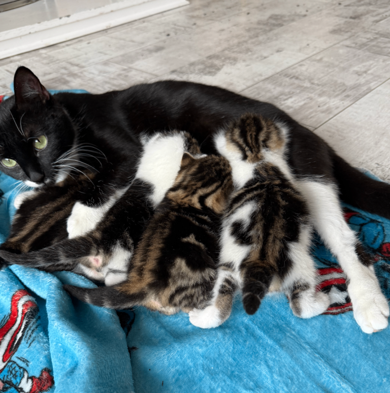 4 kittens for sale 3 x boys 1 x girl 