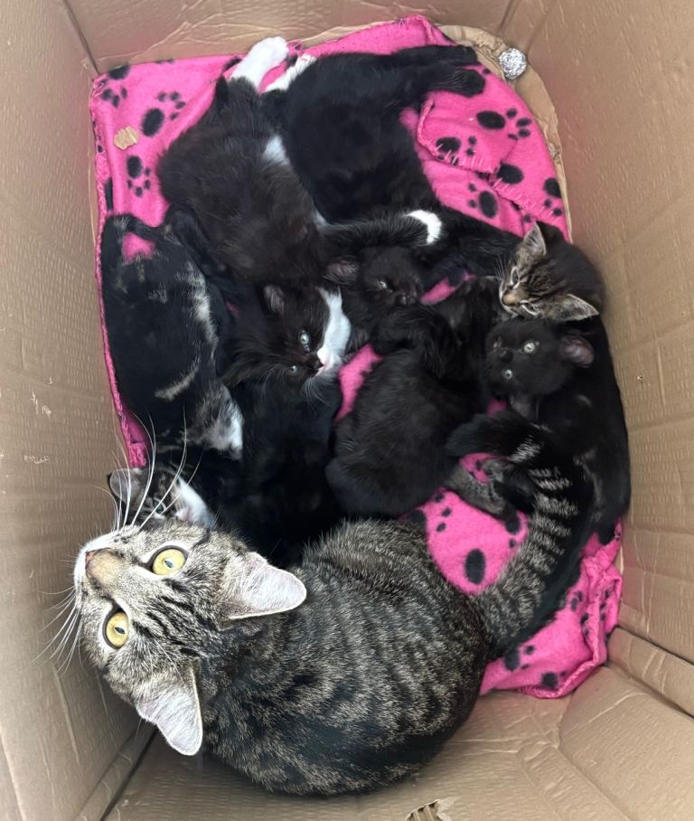 Kittens