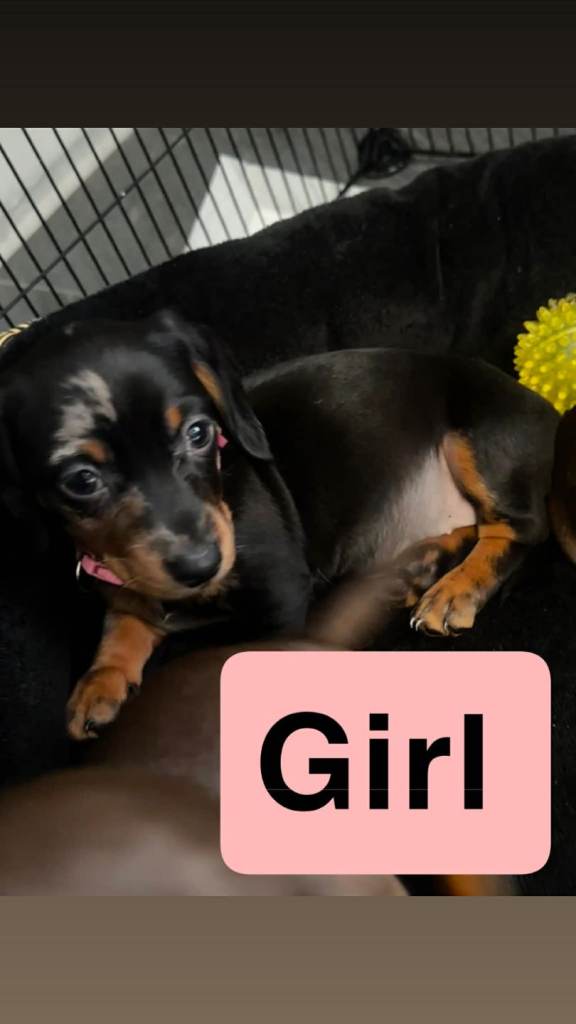 2 mini daushund girl puppys