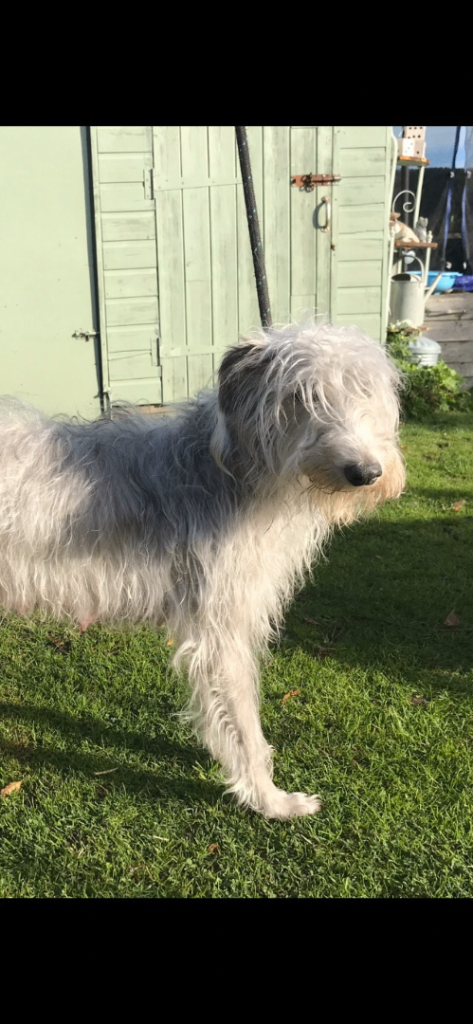 Bedlington x Whippet bitch 5 year old.
