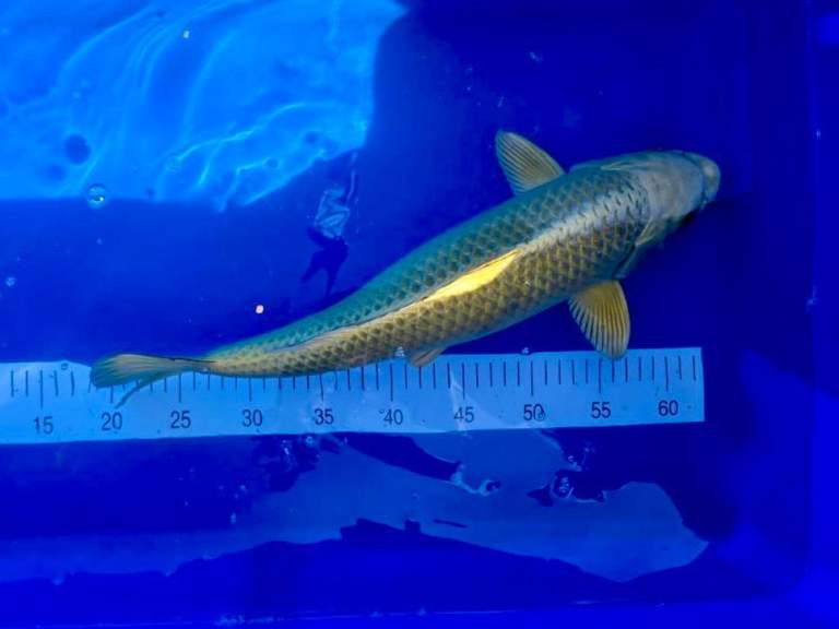 45cm Yamabuki Ogon koi