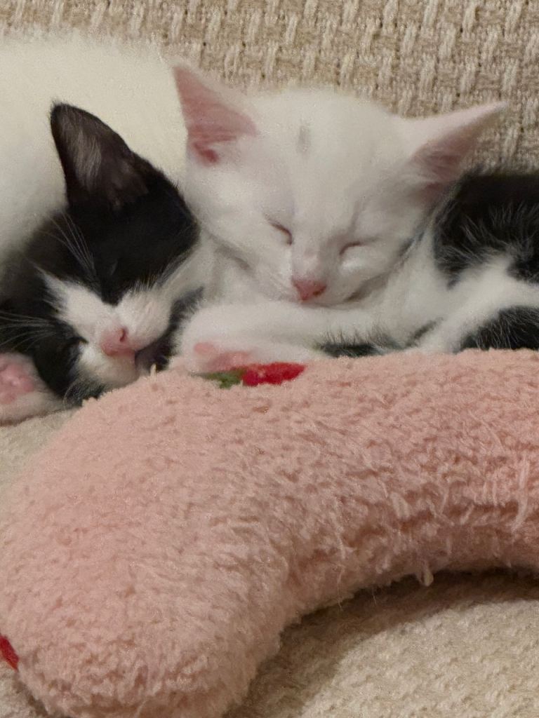 Gorgeous Kittens for Sale – 3 Females Ready for Their Forever Homes! - £170 each 