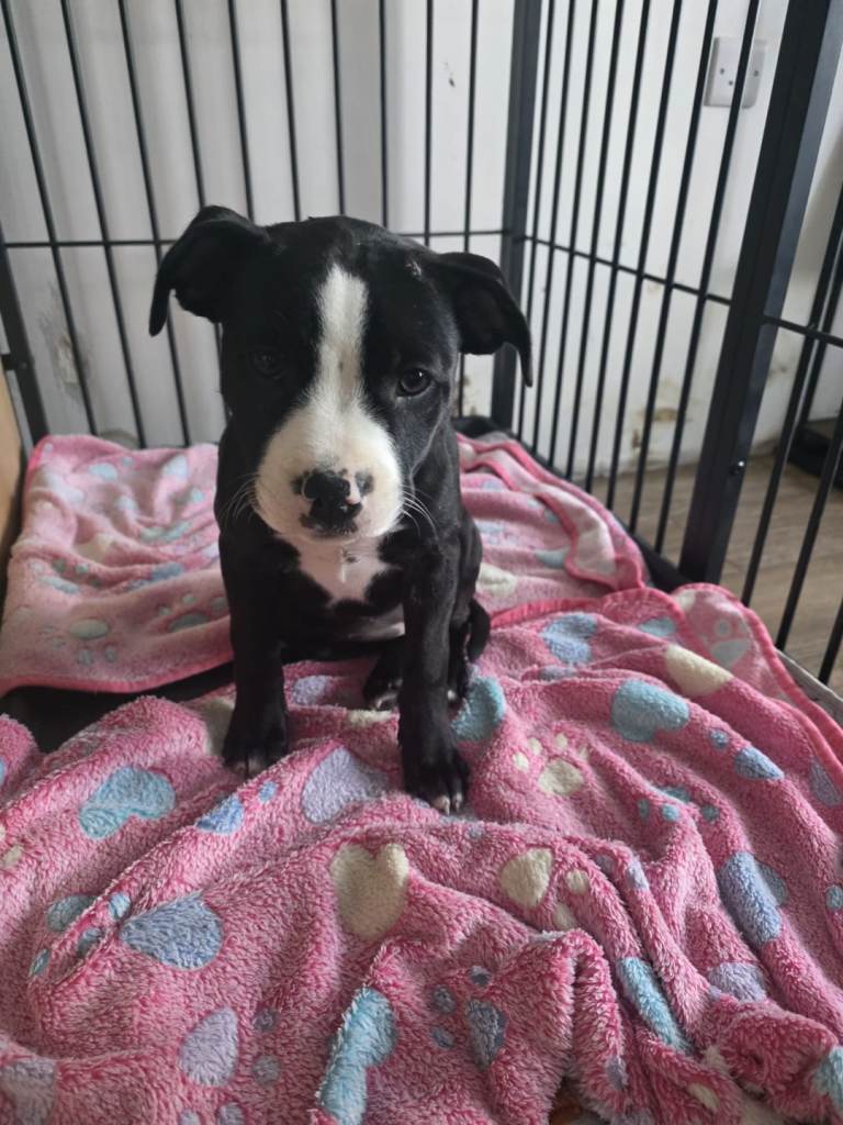 Staffy Pups Looking for a Loving Home