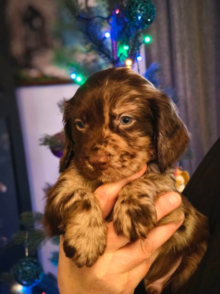 💛 Cocker Spaniel Puppies - Ready 4th January 💛