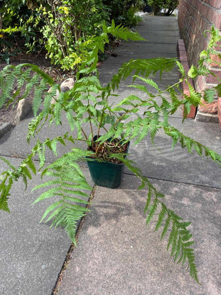 Large Garden Fern Plants
