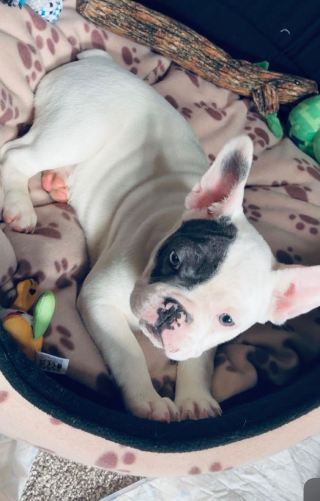 French bull dog puppy