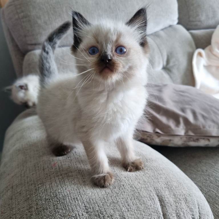Pedigree registered ragdoll kittens with papers