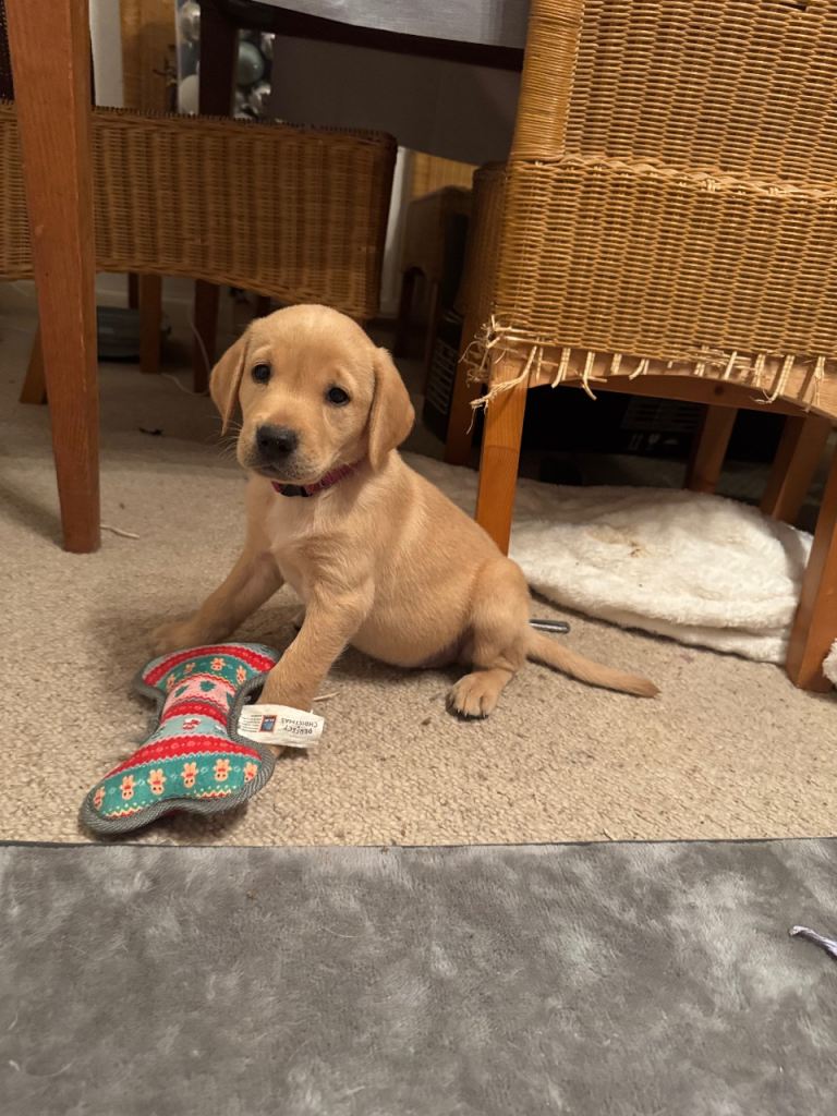 2 puppy’s left Red and dark yellow KC labrador puppies