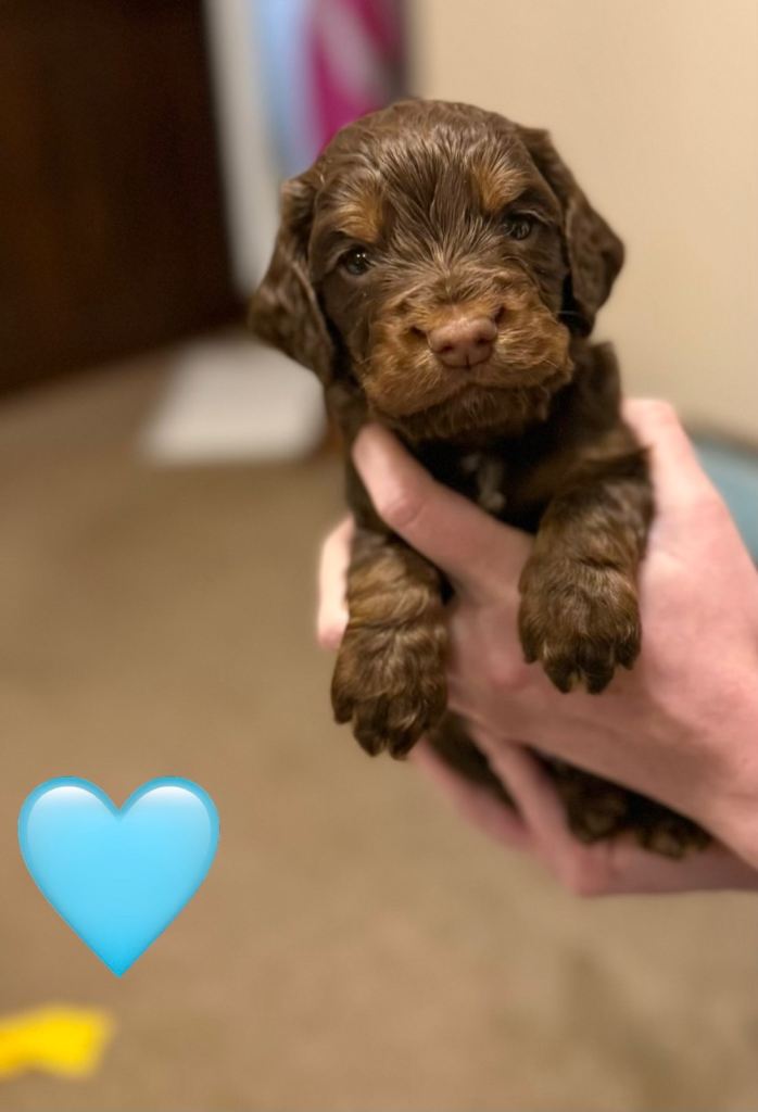 ✨ Chocolate & Tan Cocker Spaniel Puppies ✨